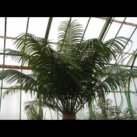 Cycas thouarsii (fam Cycadacees) (Madagascar, Comores, Tanzanie, Mozambique) (3)